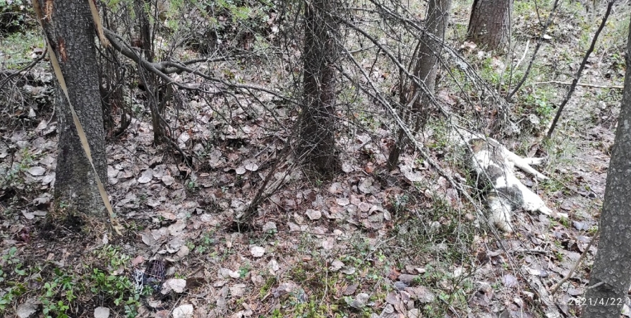 В лесу жители Кандалакши нашли труп собаки