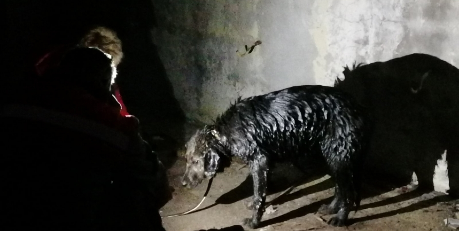 Мурманские зооволонтеры боролись за жизнь угодившей в мазут собаки