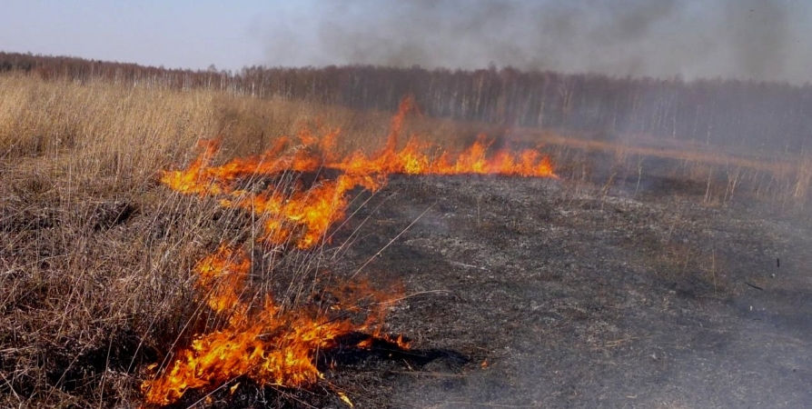 Жителям Мурманской области запрещено жечь сухую траву