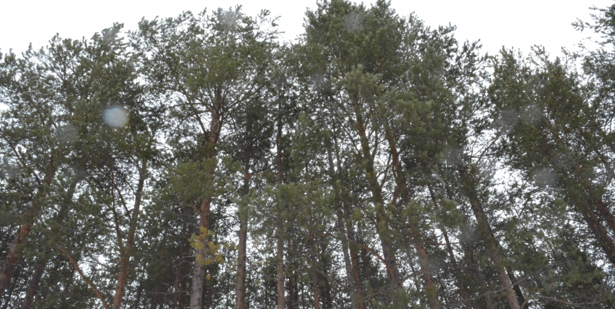 С января сортировка бумаги под Мурманском спасла более 600 деревьев