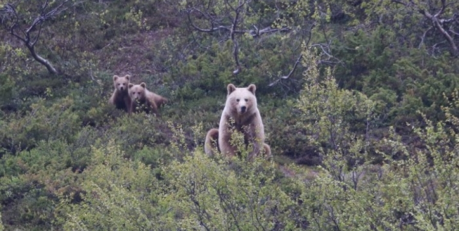 Жителям Заполярья напомнили о поведение при встрече с медведем