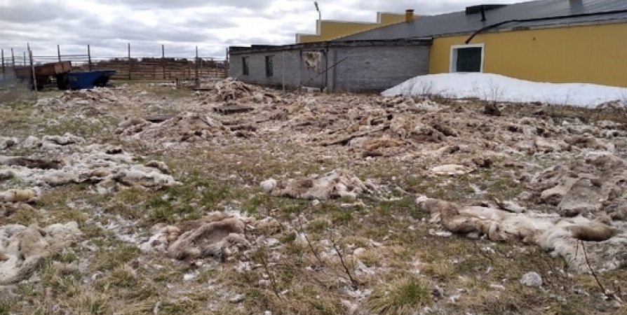 На убойном пункте в Ловозере убрали разбросанные шкуры оленей