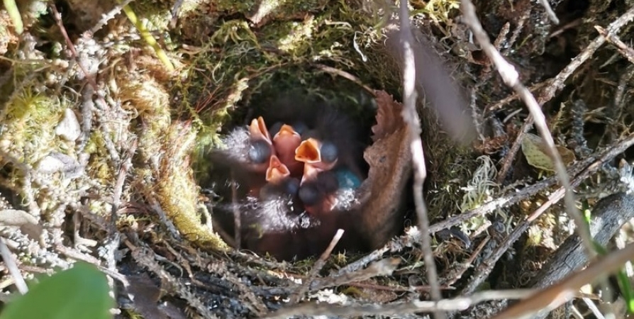 Сотрудники Кандалакшского заповедника обнаружили гнездо завирушки