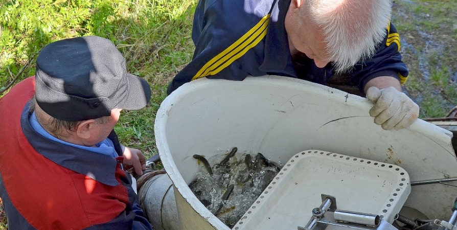 Экологи Ковдорского ГОКа выпустили в Умбу мальков атлантического лосося