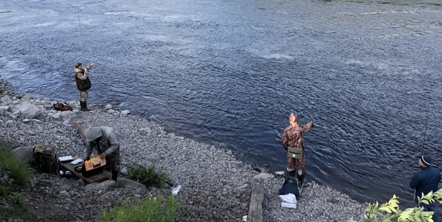 Объем вылова семги на реке Кола увеличили на 1 тонну
