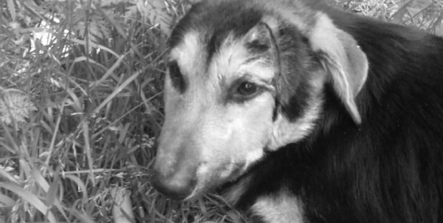 Обнаруженная в Молочном собака с содранной кожей погибла