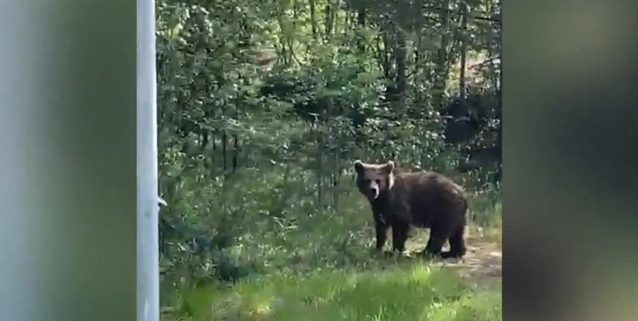 Возле Раякоски по дороге разгуливал медведь [видео]