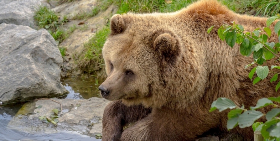 В сети «гуляет» фейк про убийство медведем человека в Ловозерском районе