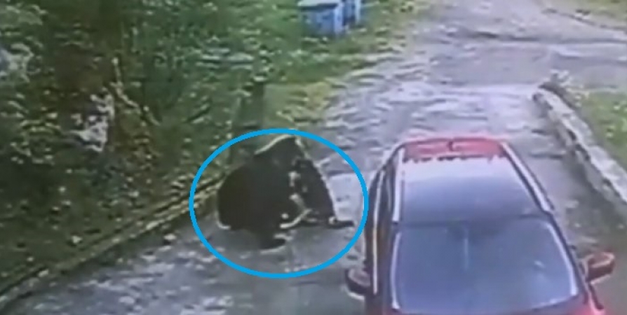 Медведь снова напал на собаку под Североморском