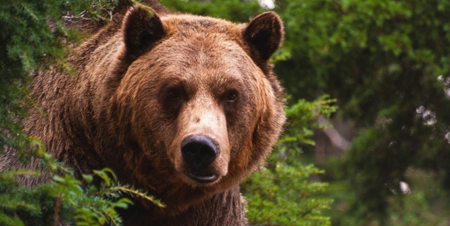 Началась выдача разрешений на «медвежью» охоту на Кольском полуострове