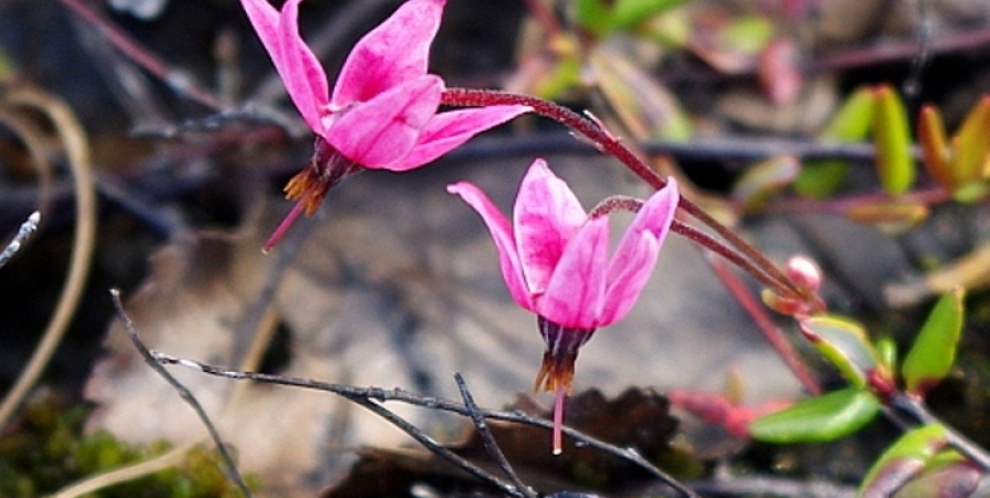 Жителям Мурманской области показали цветение клюквы