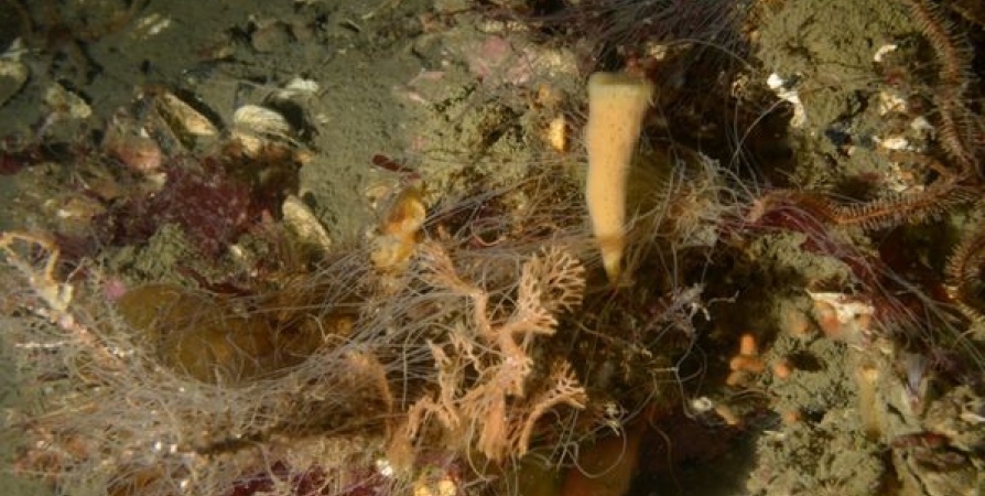 Рыбаки обходят подводные «леса» губок и кораллов в Баренцевом море