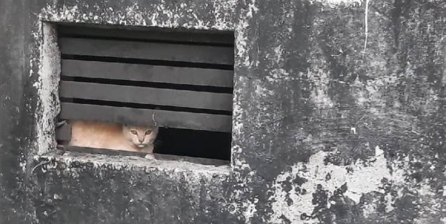 Мурманчане заинтересовались судьбой замурованных в подвале кошек