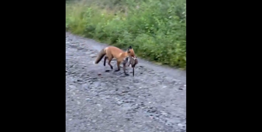 В мурманской «Долине Уюта» на видео попала лиса с добычей