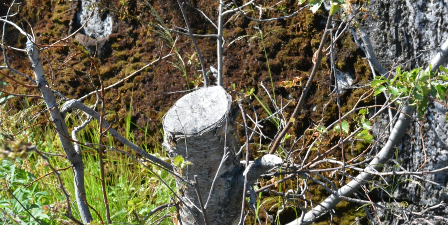 Стала известна причина вырубки деревьев на Подгорной в Мурманске