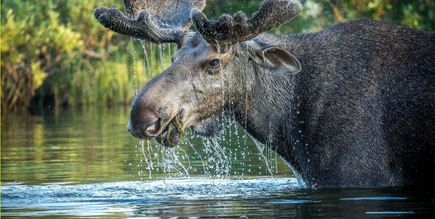 Фото лося из Заполярья попало в ТОП-10 на международном конкурсе