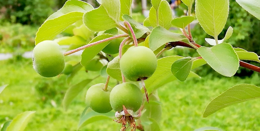 Мурманчане делятся снимками созревания яблок и малины в городе