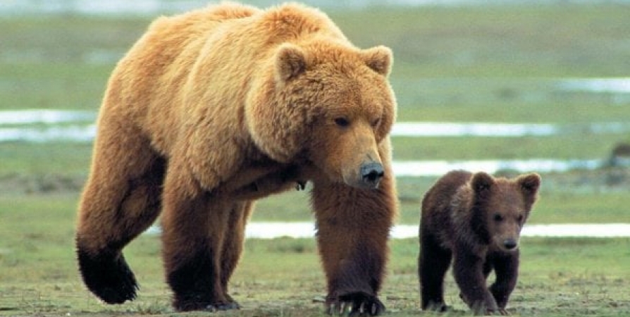 Между Колвицей и Лувеньгой бродят двое медведей