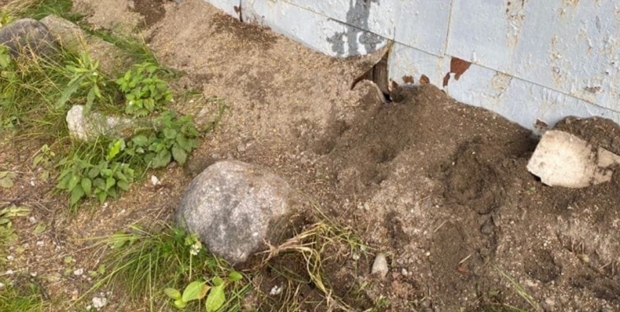 Мурманчан призывают к спасению закопанных заживо щенков