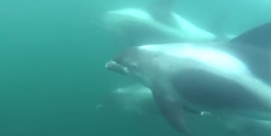 Видео «разговоров» дельфинов в Баренцевом море набирает популярность