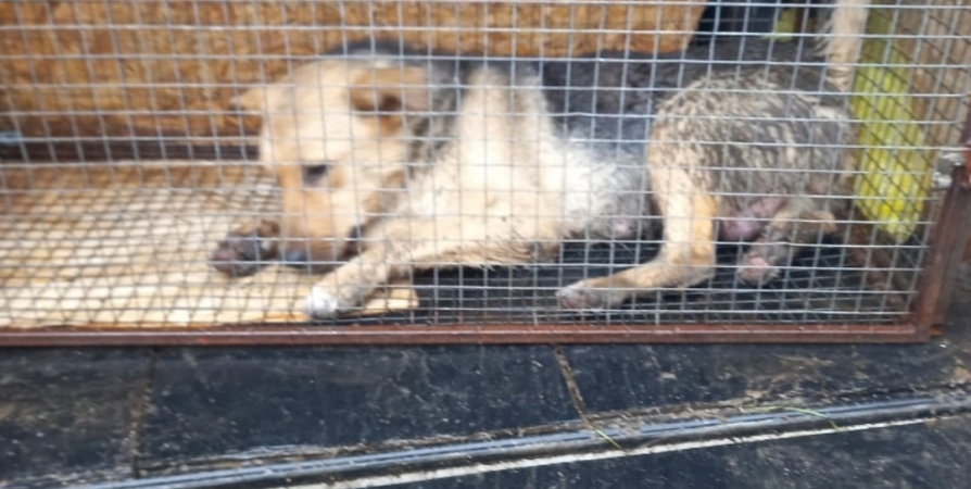 Зооволонтеры призывают к спасению от мастита собаки на улице Копытова