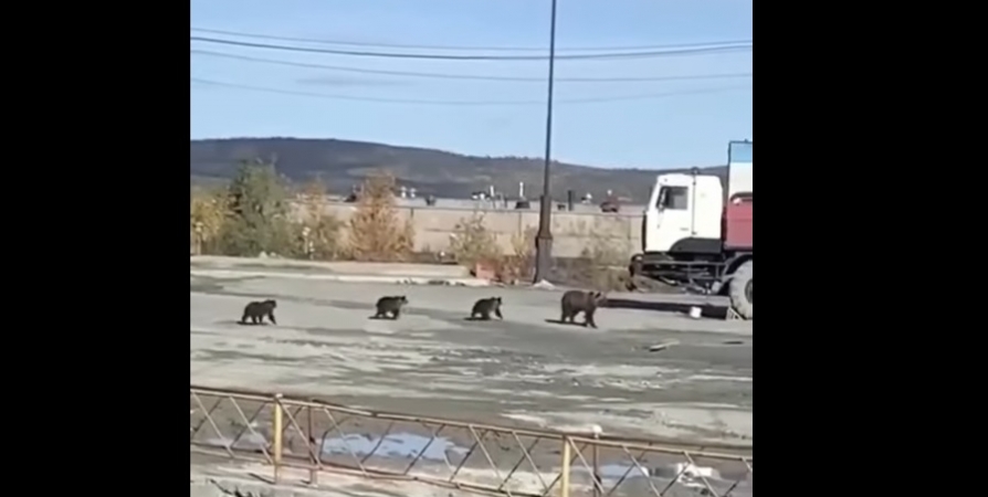 Медведица с тремя малышами попала на видео под Ковдором
