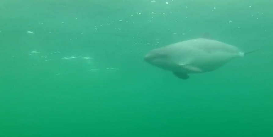 Танцы дельфинов под водой сняли на видео в Баренцевом море