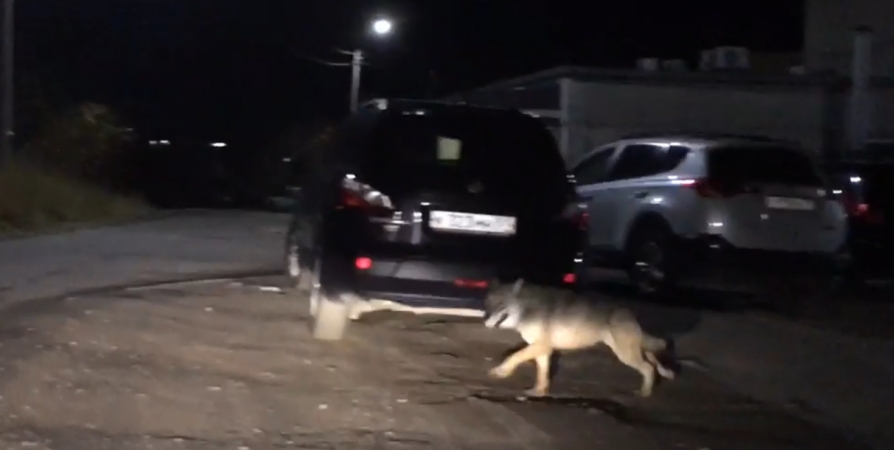 В Мурмашах волк нападал на бездомных собак