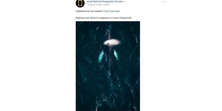 National Geographic показал фото горбатого кита возле Рыбачьего