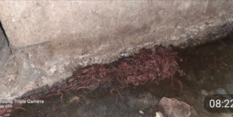 Жители Североморска пожаловались на червей в подвале дома