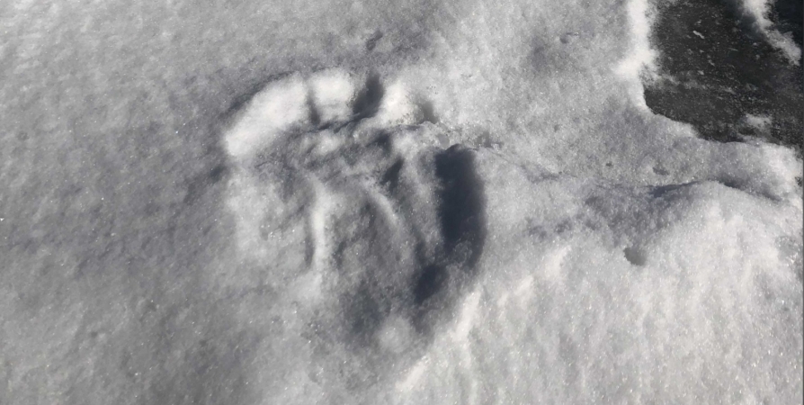 «Дикий кадр»: В районе Ловозера северяне встретили росомаху