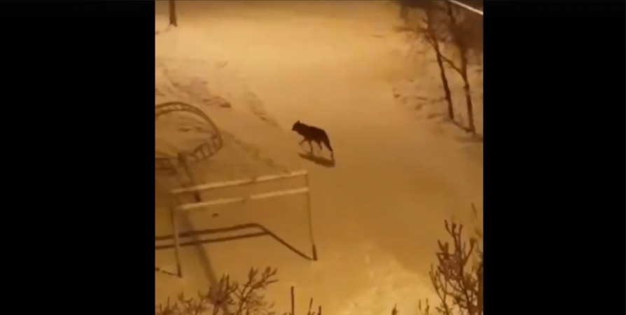 Жители Оленегорска сталкиваются с волком на улицах города