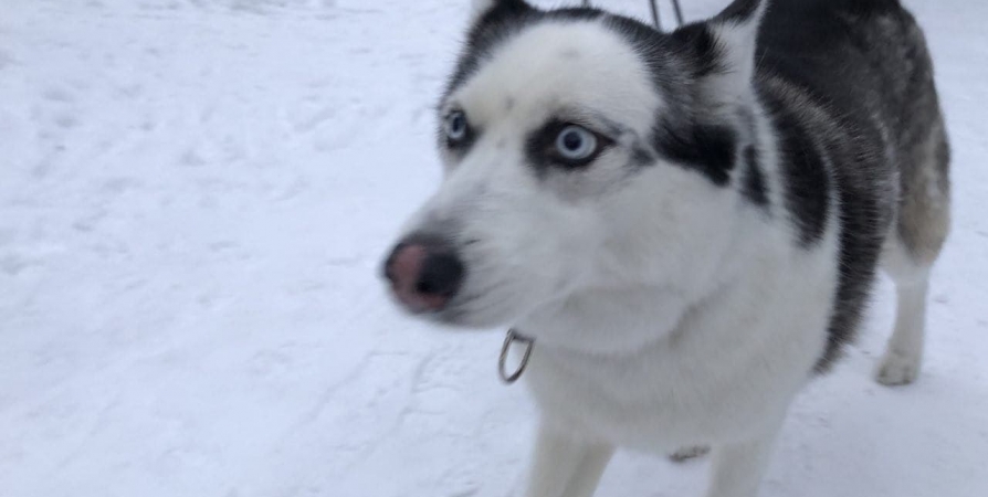 Зооволонтеров волнует содержание собак во время морозов в Мурманске