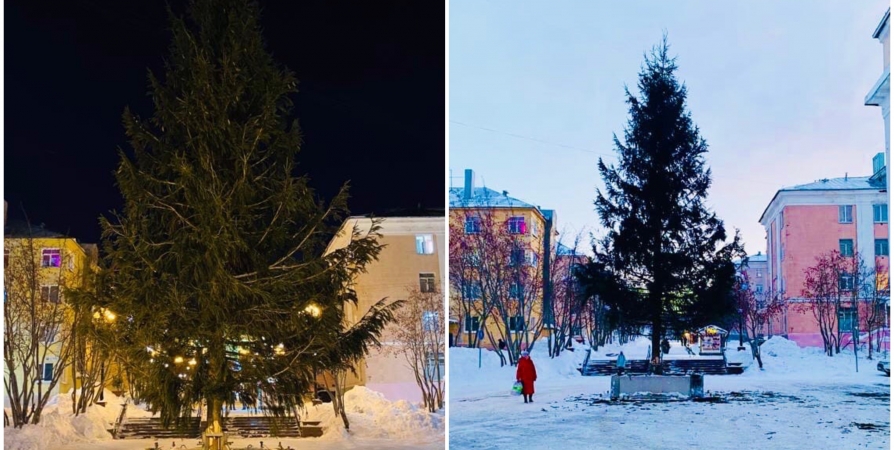 В Кировске установили главную елку высотой в 14 метров