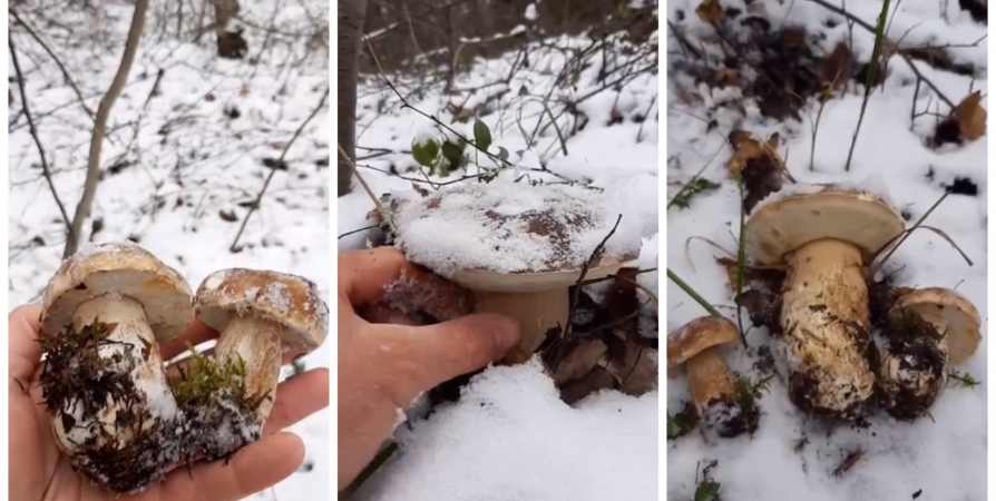 Житель Заполярья нашел под снегом «семью» белых грибов