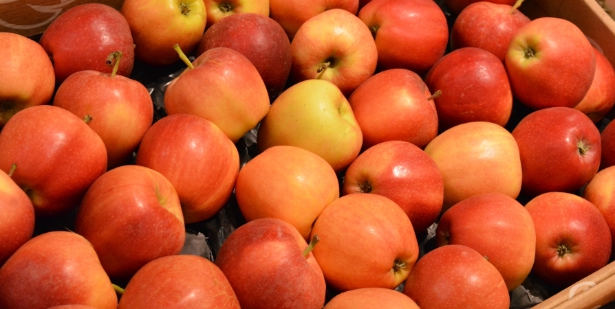 За 2021 год в Мурманскую область ввезли 234 кг санкционных овощей и фруктов