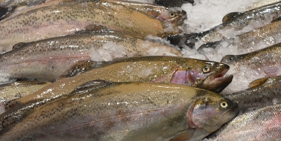 Из-за шторма на рыбной ярмарке в Мурманске не будет «охлажденки»
