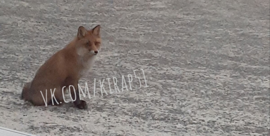 «Дикий кадр»: На АЗС в Кировске регулярно наблюдают лису