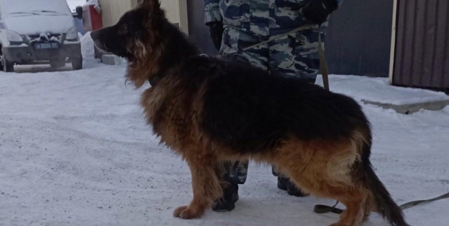 В Мурманской области служебным собакам ищут новых хозяев