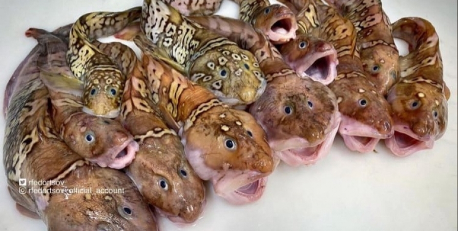 Рыбак из Мурманска поделился снимком «грустных гномов»