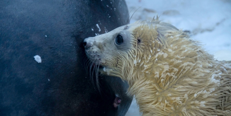 На научном полигоне в Заполярье родился краснокнижный тюлененок