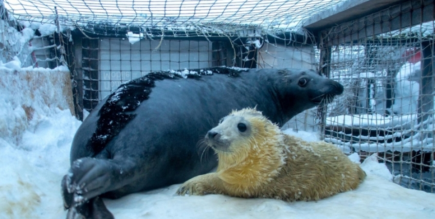 Пол рожденного на научном полигоне в Заполярье тюленя еще не установлен