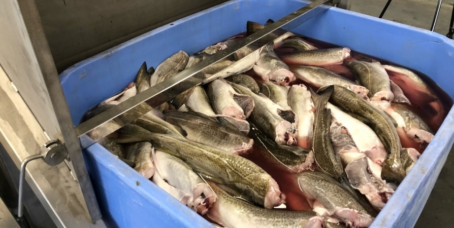 На экспорт из Мурманской области оформлено 35,5 тысячи тонн рыбы