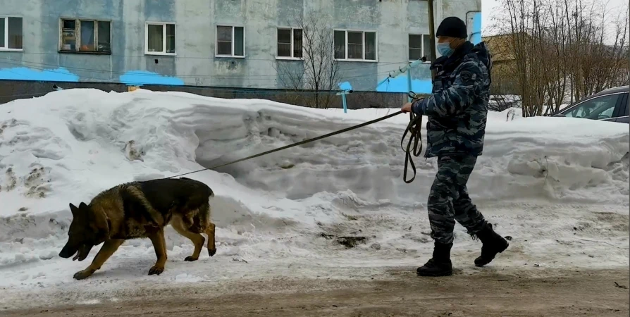 В Мурманске служебная собака нашла вора по капюшону