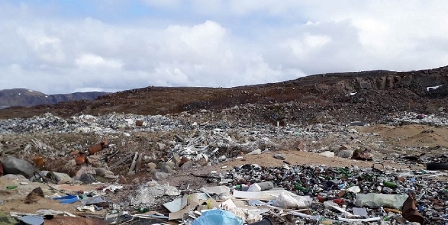 Ястребы на мусорном полигоне под Мурманском ежедневно разгоняют до 1000 голодных чаек