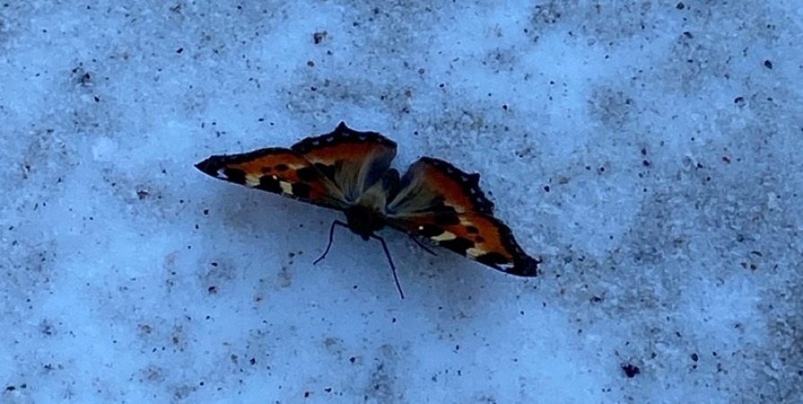 Из-за теплого марта в Заполярье проснулись бабочки