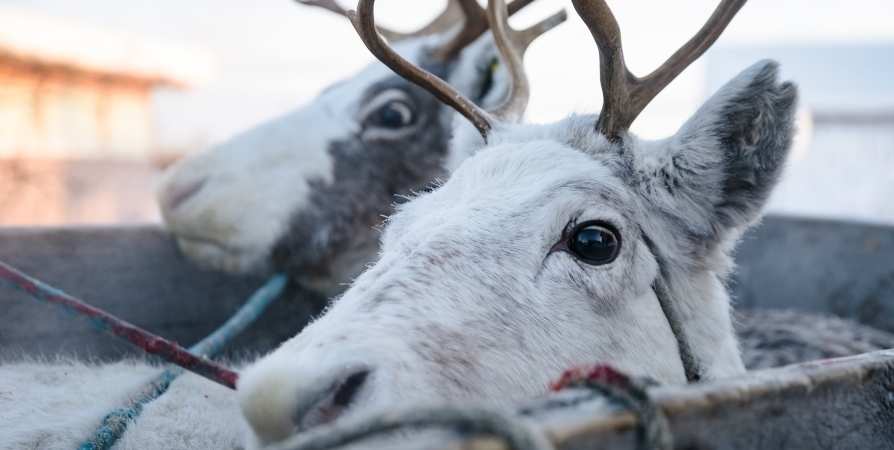 Из Мурманской области в Финляндию отправили 34,8 тонны мороженной оленины
