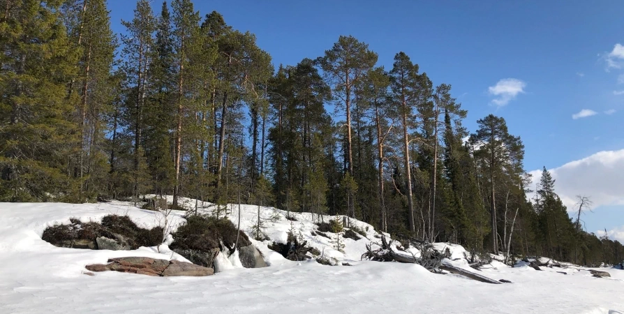 До +6° сегодня на Кольском полуострове