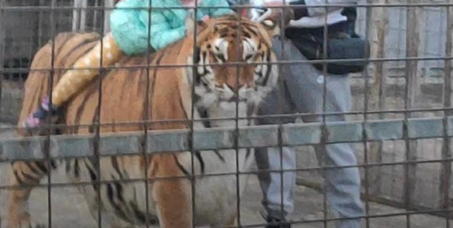 Фото ребенка на беременной тигрице в Мурманске всполошило сеть