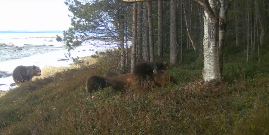 «Дикий кадр»: В Кандалакшском заповеднике фотоловушка поймала медведей